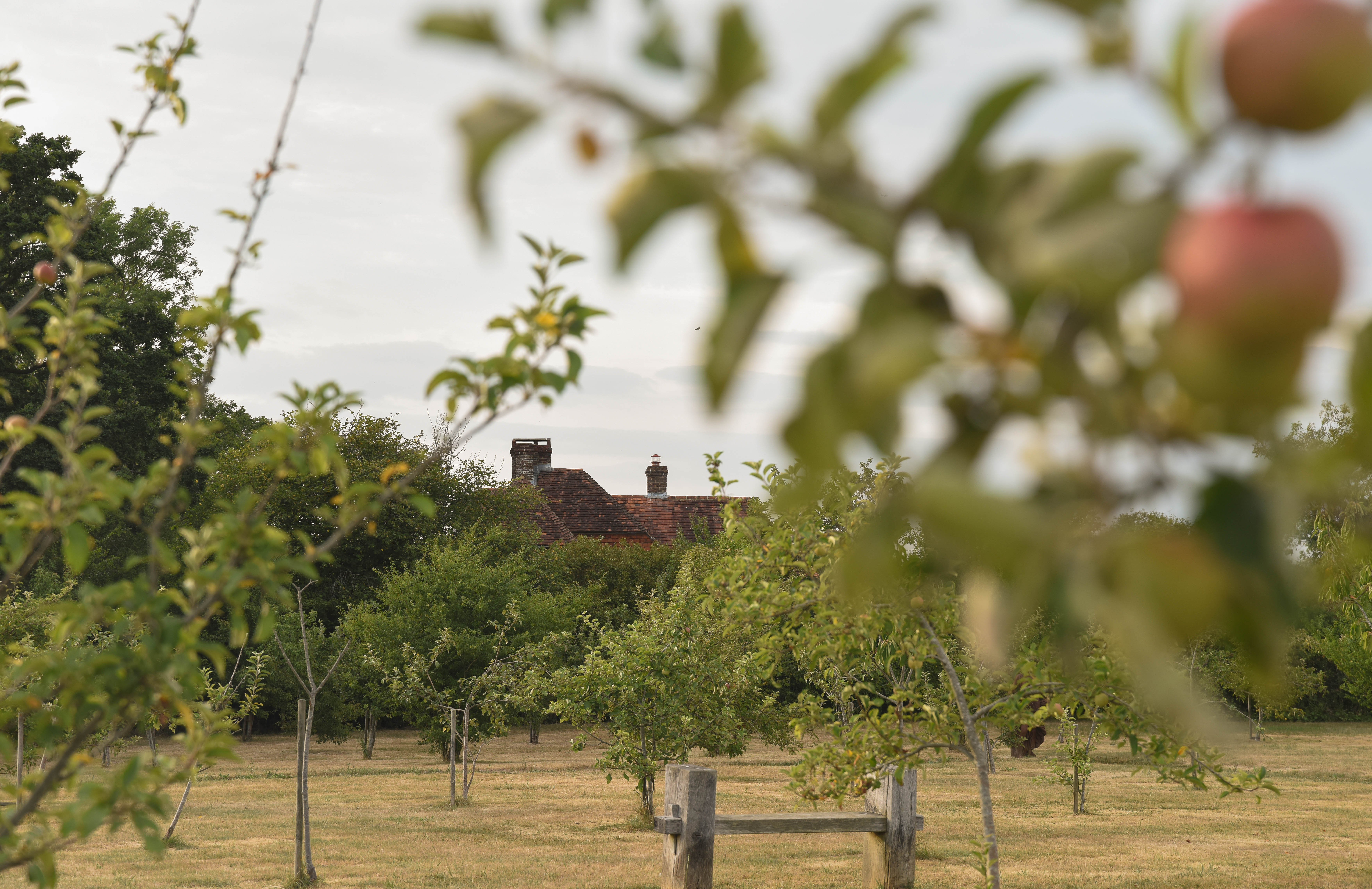 College Farm seen across its orchard, apples in the foreground and rooftops beyond